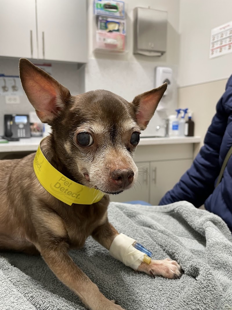 The Schwarzman Animal Medical Center