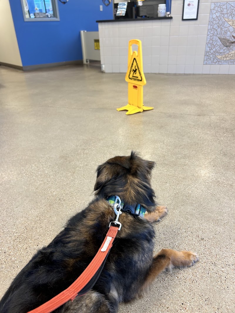 Metro Paws Animal Hospital - Oak Cliff
