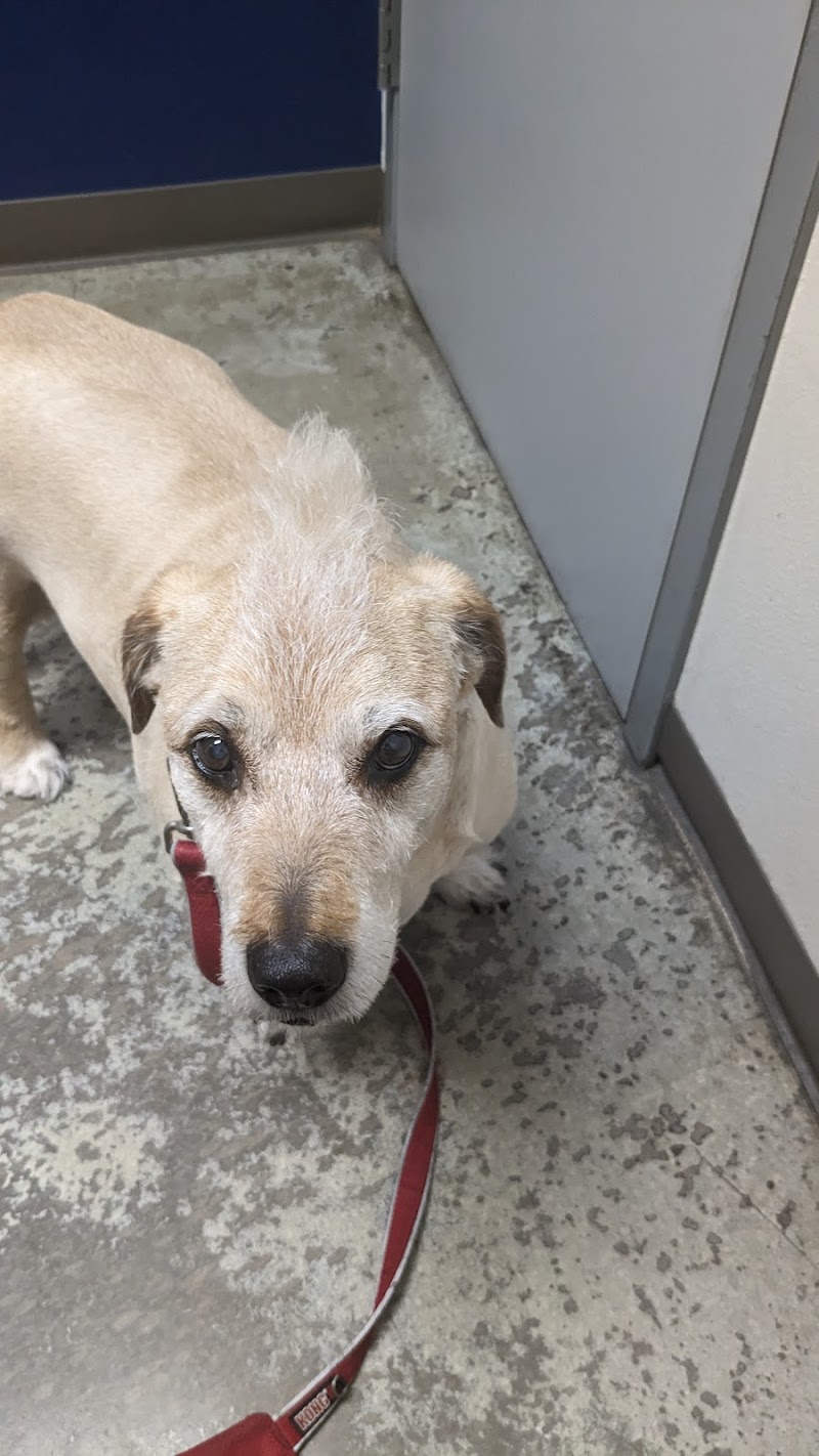 Metro Paws Animal Hospital - Oak Cliff