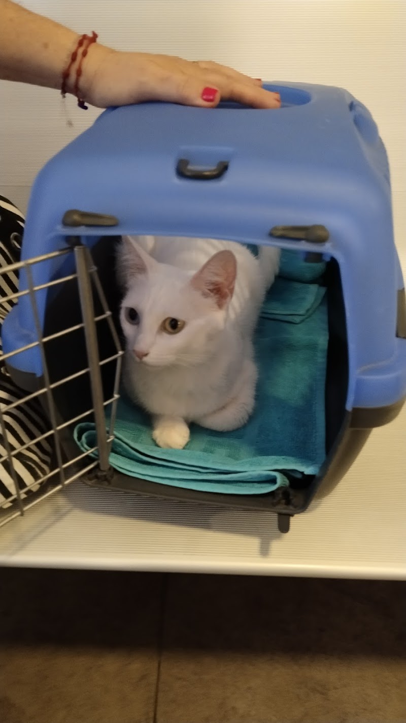 Veterinary Clinic Hospital