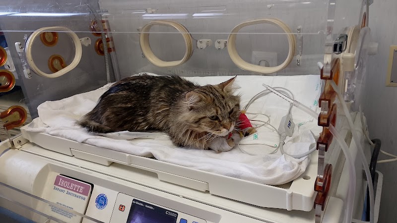 Veterinary Clinic Hospital