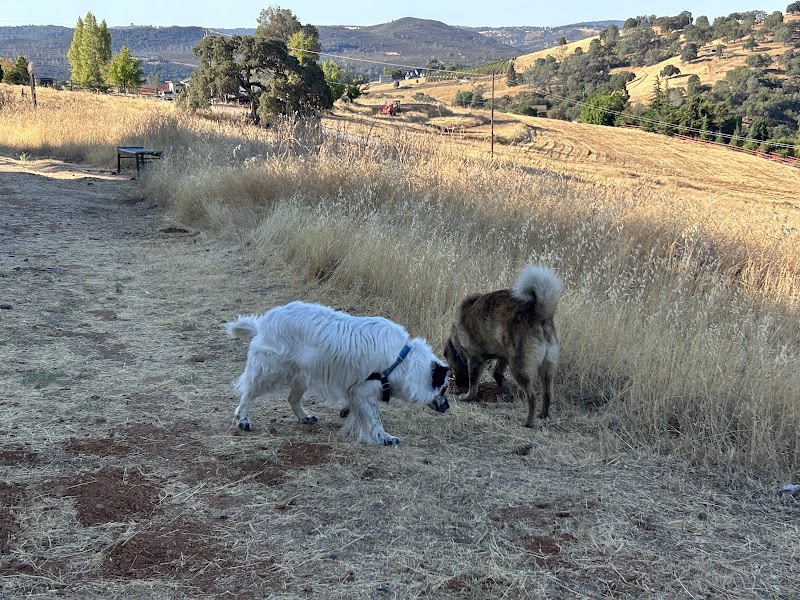 Veterinary Vision Animal Eye Specialists