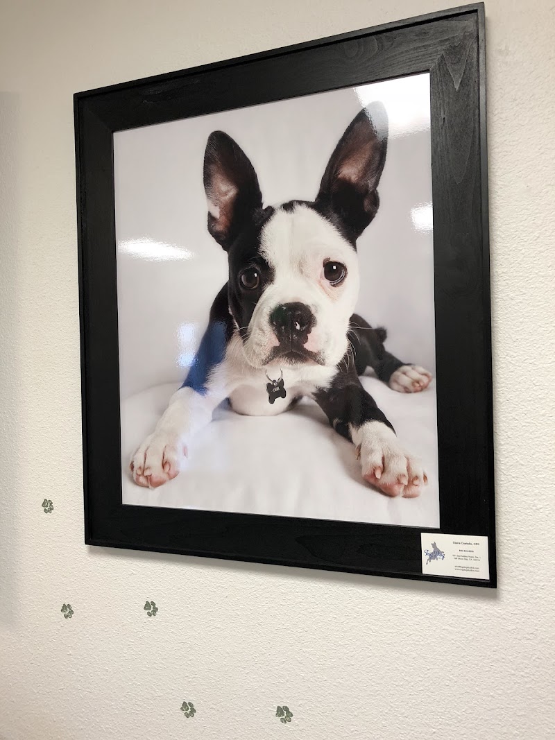 Veterinary Vision Animal Eye Specialists
