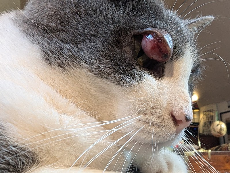 Veterinary Vision Animal Eye Specialists