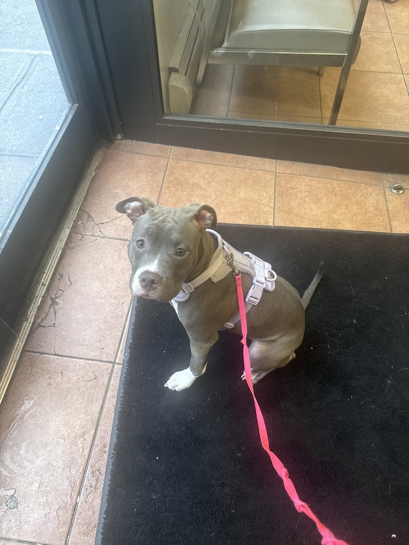 BluePearl Pet Hospital