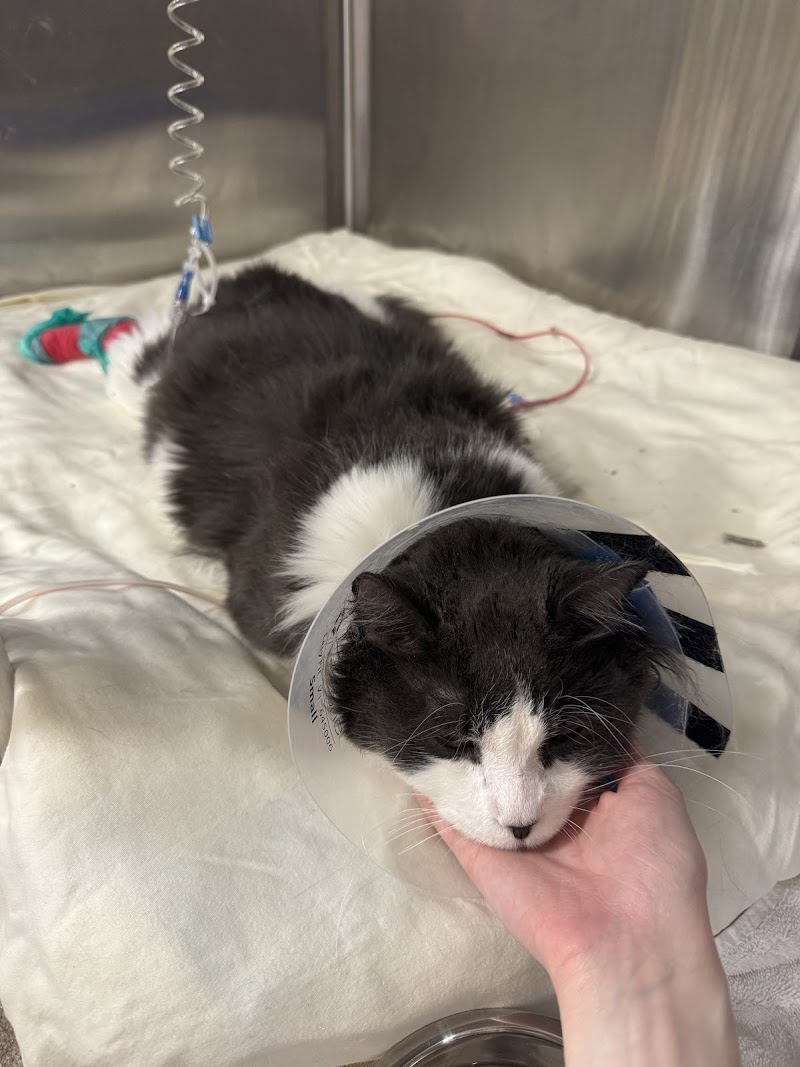 BluePearl Pet Hospital