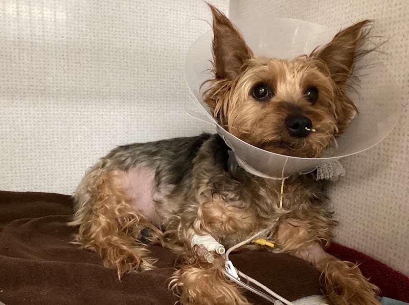 VCA Veterinary Specialists of CT