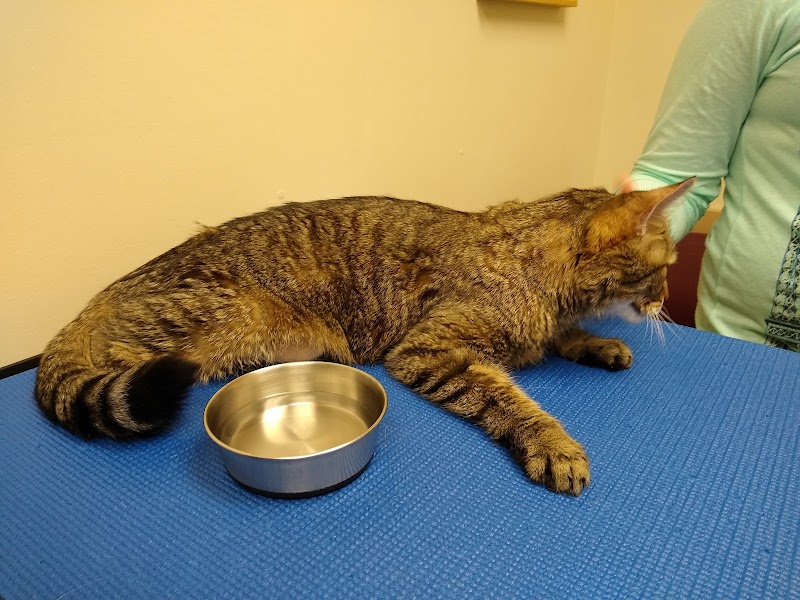 VCA Veterinary Specialists of CT