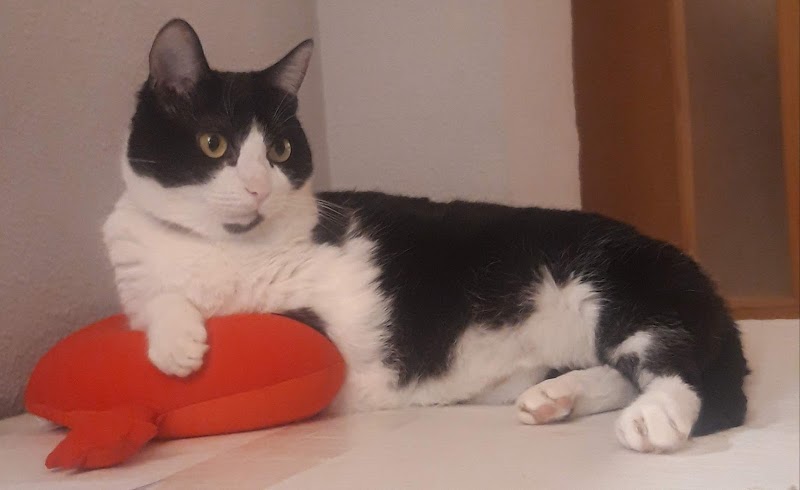 Clínica Veterinària Sant Antoni