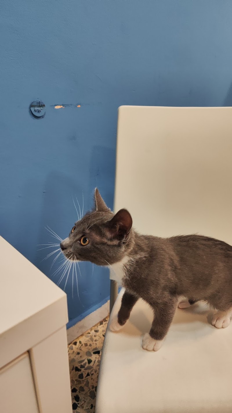 Clínica Veterinària Sant Antoni