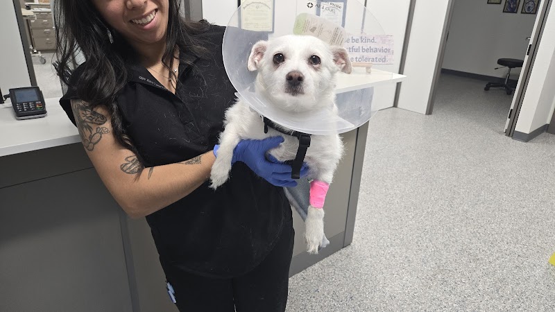 Hill Country Veterinary Surgical Specialty, PLLC
