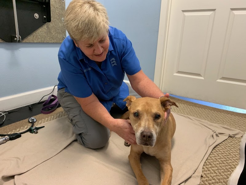 Veterinary Chiropractic and Rehabilitation Clinic