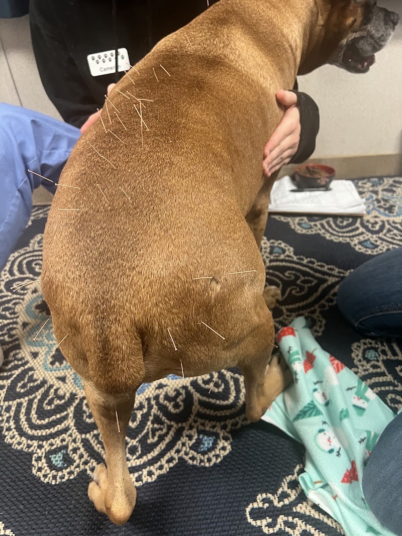 Veterinary Chiropractic and Rehabilitation Clinic