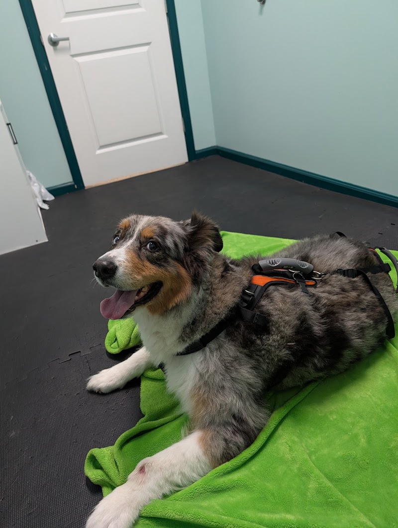 Veterinary Chiropractic and Rehabilitation Clinic