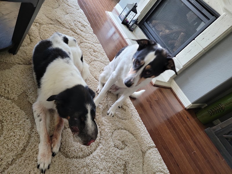Veterinary Chiropractic and Rehabilitation Clinic
