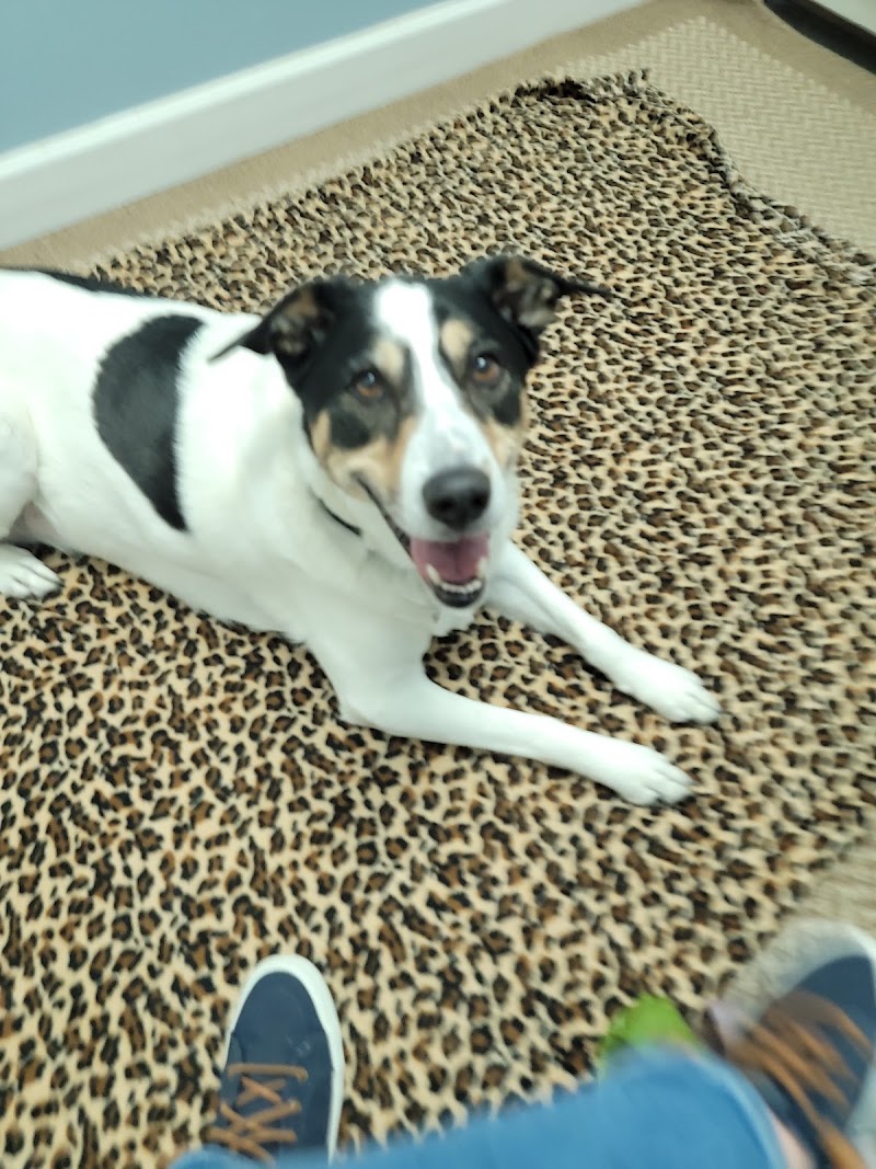 Veterinary Chiropractic and Rehabilitation Clinic