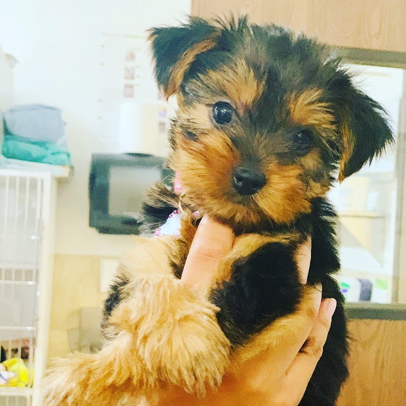 Otay Pet Vets