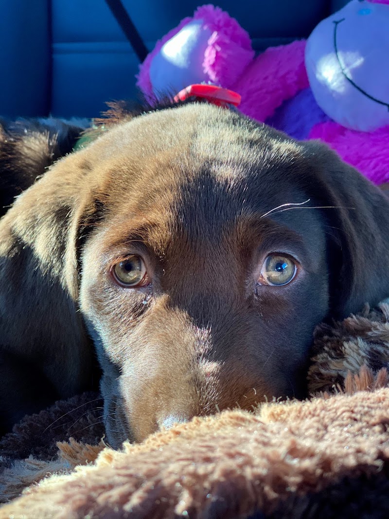 Otay Pet Vets - Chula Vista