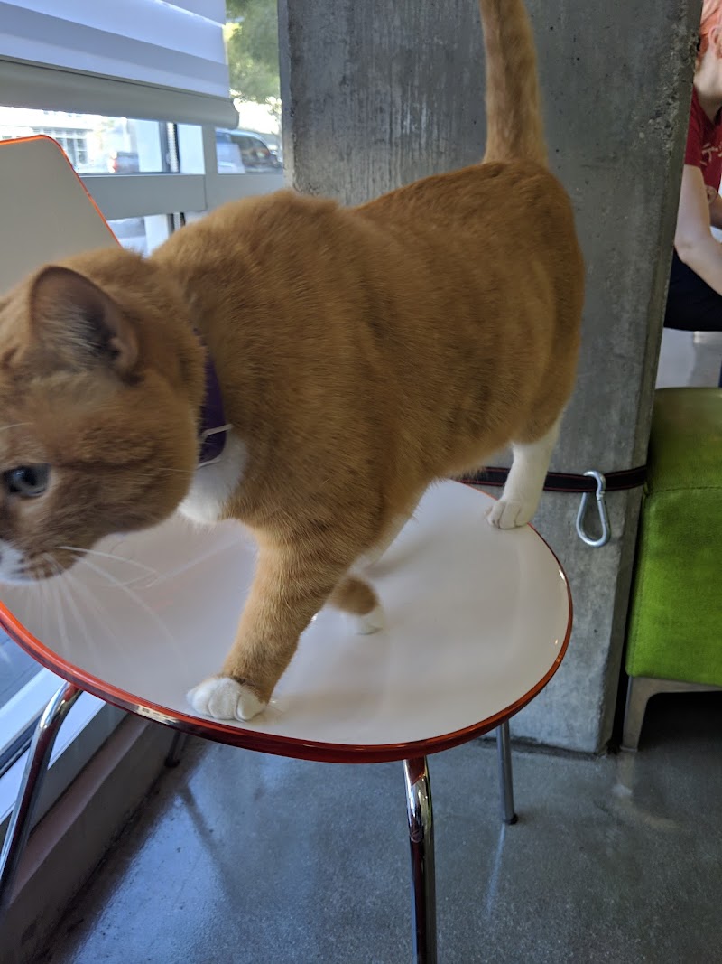 Little Tokyo Pet Clinic