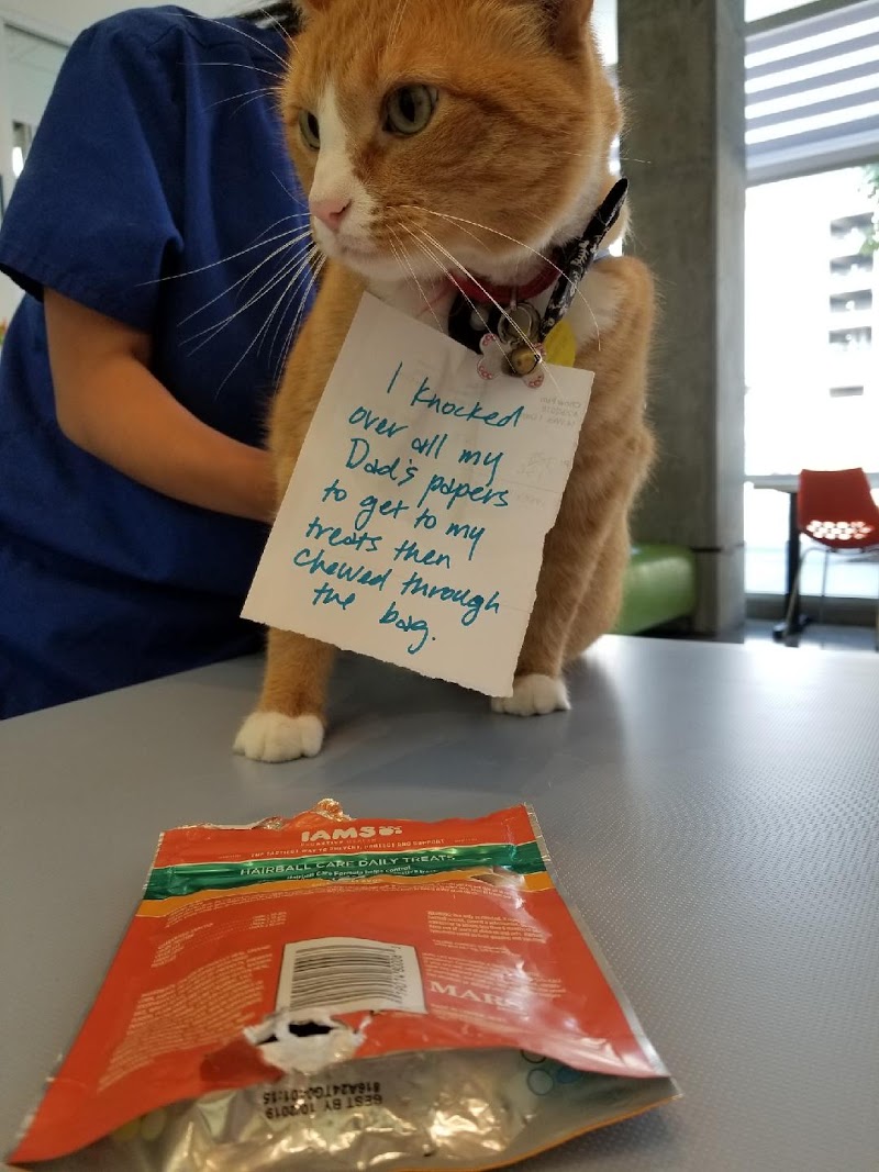Little Tokyo Pet Clinic