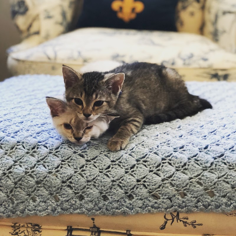 Little Tokyo Pet Clinic