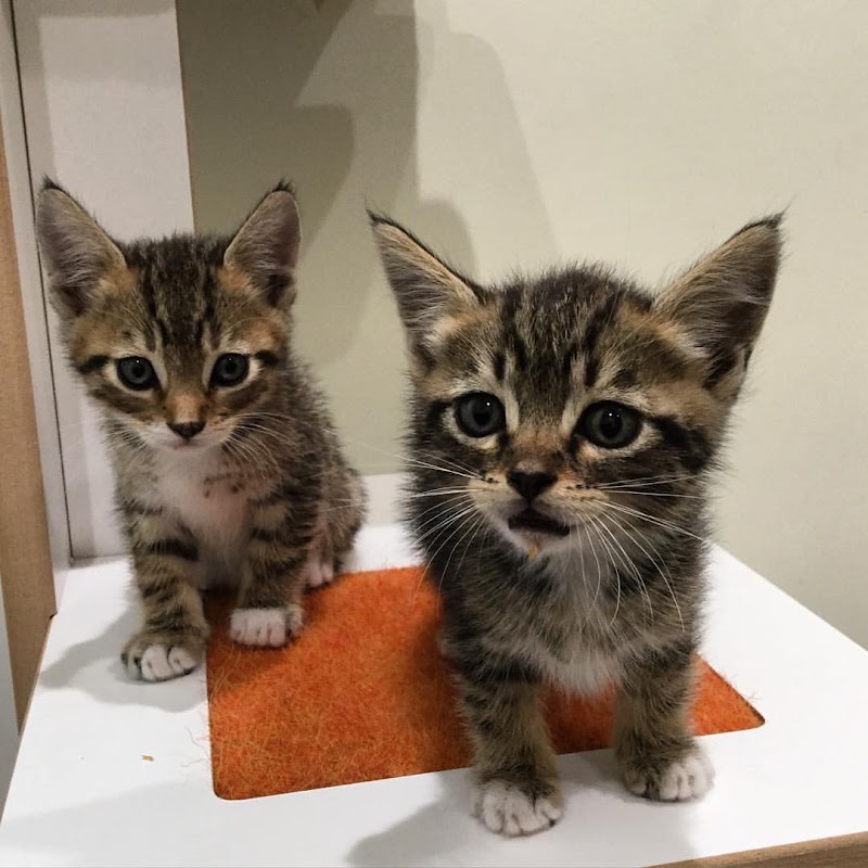 Little Tokyo Pet Clinic