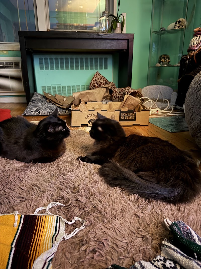 New York Cat Hospital