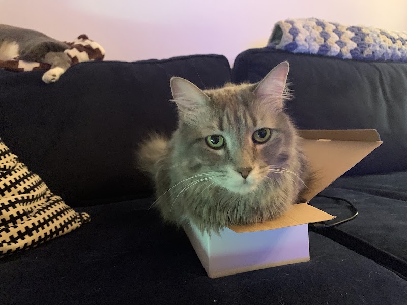 New York Cat Hospital