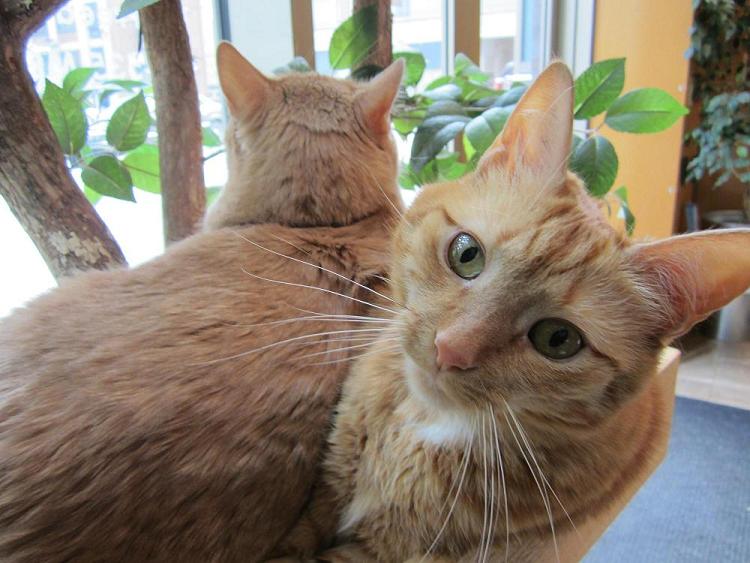New York Cat Hospital