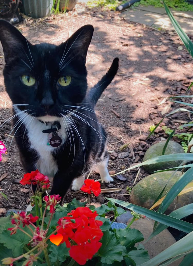 Sadie Veterinary Urgent Care