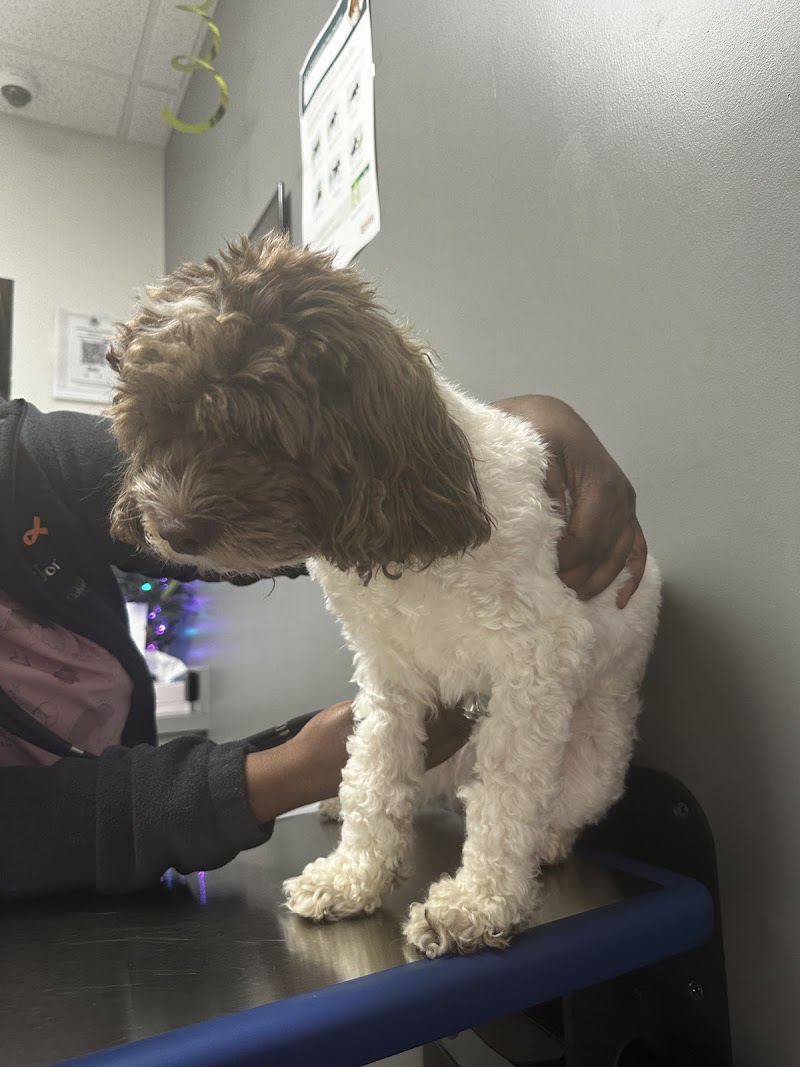 Soft Paws Animal Clinic and Urgent Care