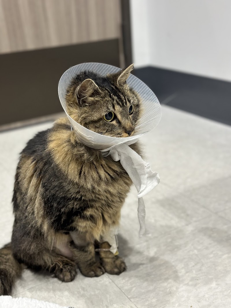 Emergency Animal Hospital of Crystal Falls