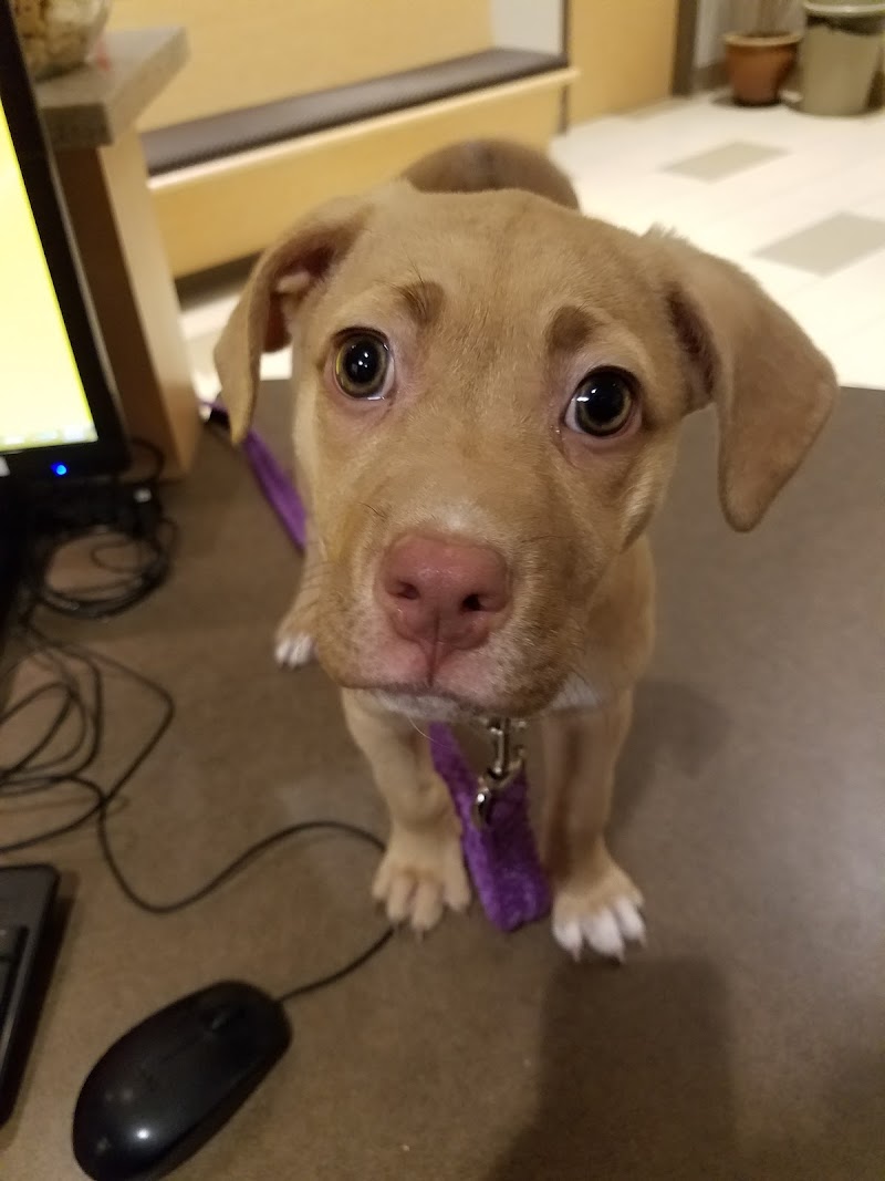 BluePearl Pet Hospital