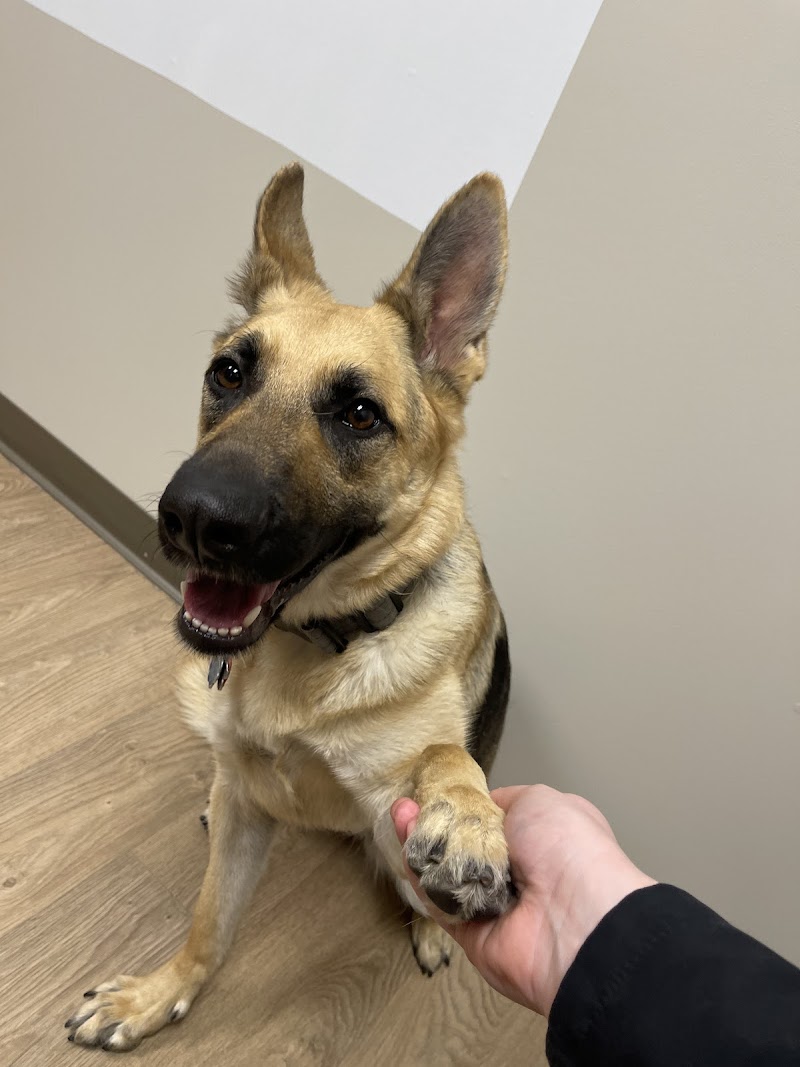 BluePearl Pet Hospital - Glendale