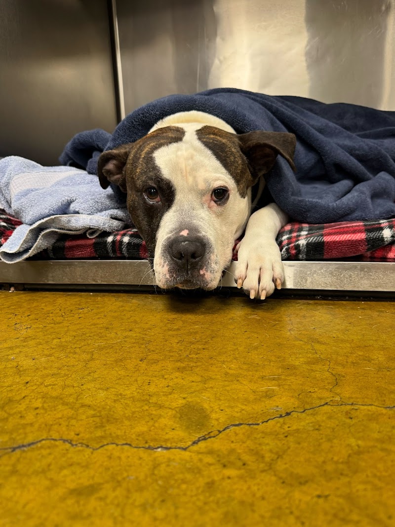 Rainier Veterinary Hospital