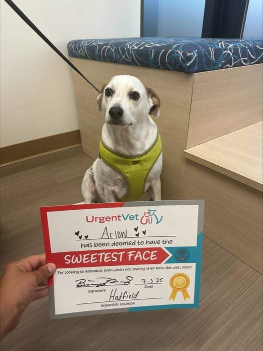 UrgentVet