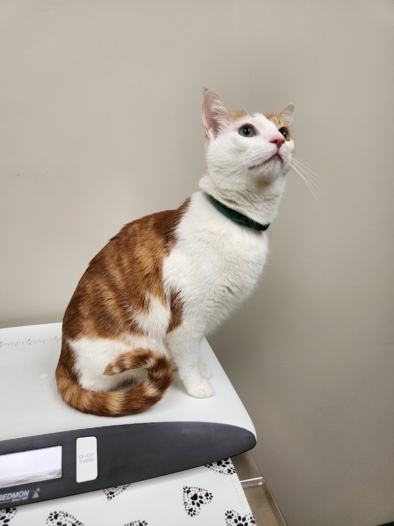Lyndale Animal Hospital