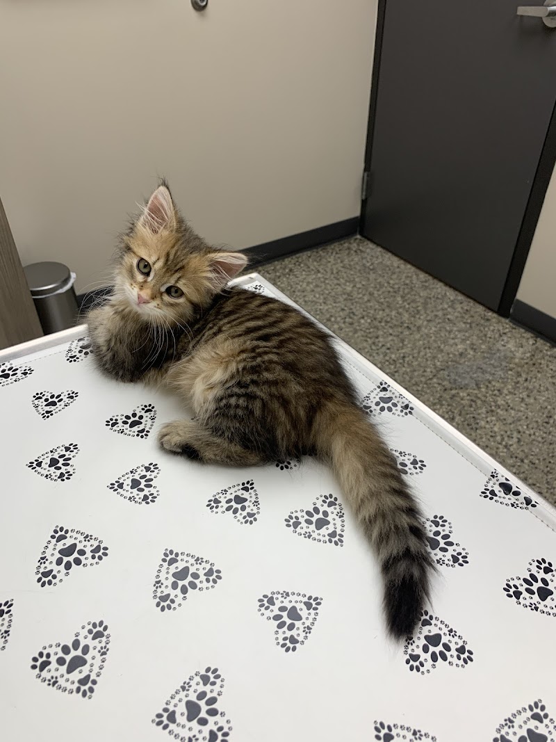 Lyndale Animal Hospital