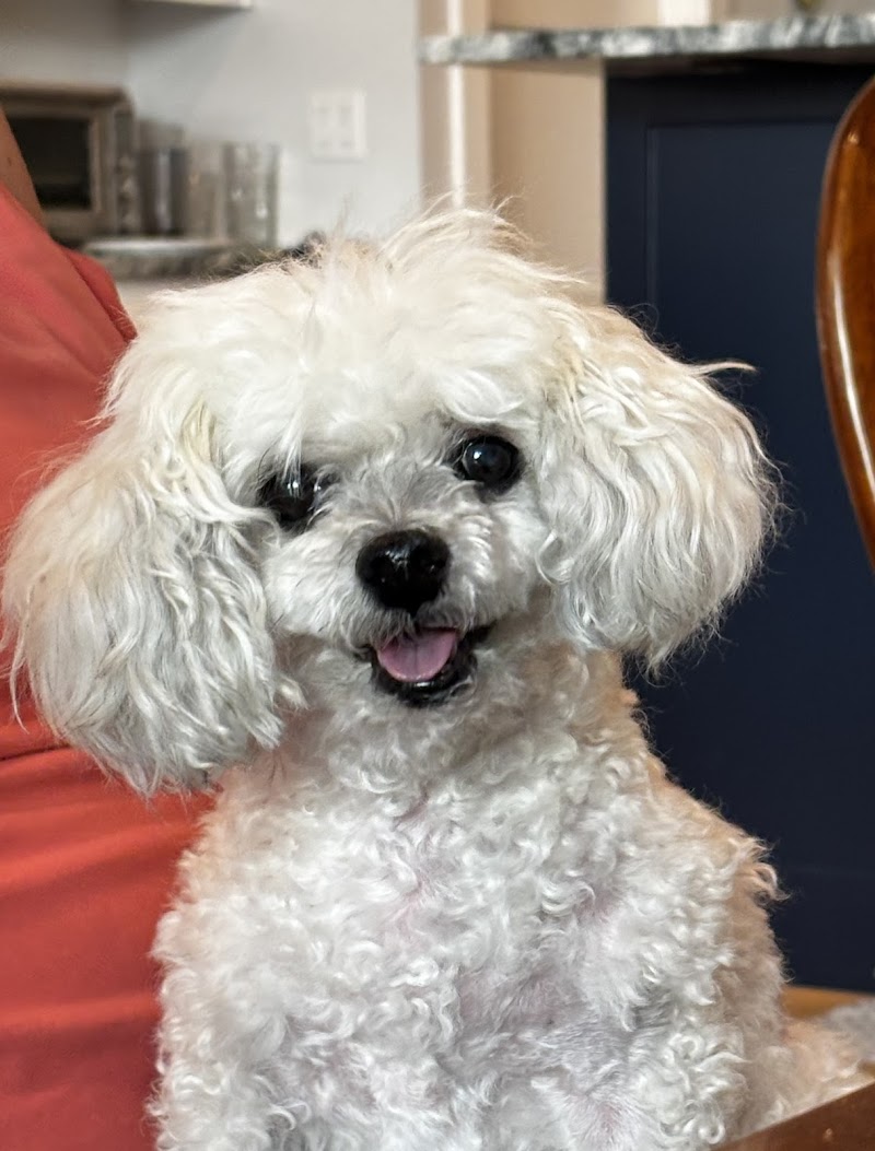 VROC (Veterinary Regional Orthopedic Center)