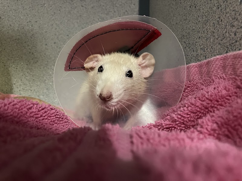 Angell Animal Medical Center