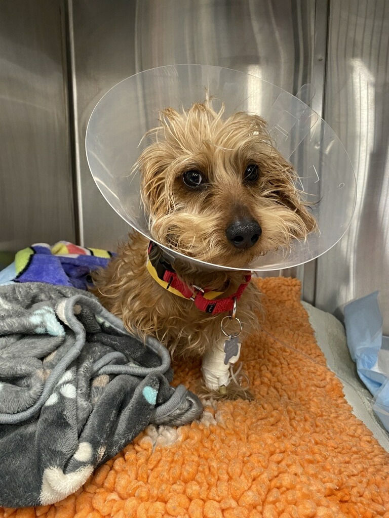 Angell Animal Medical Center