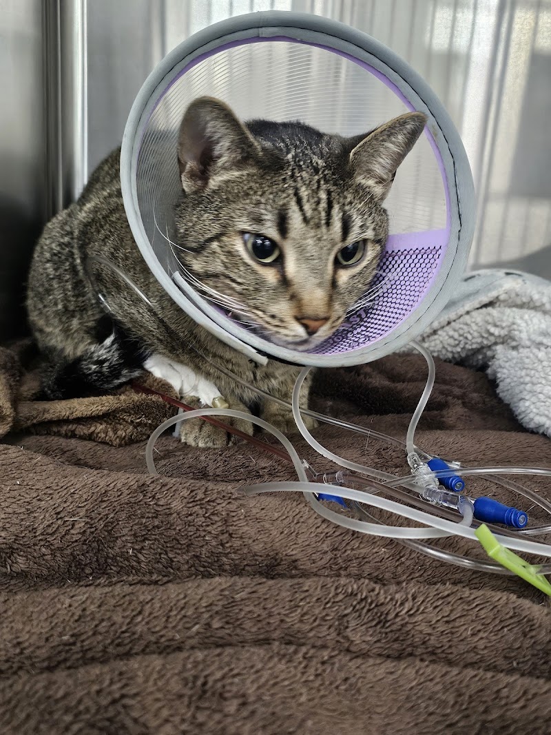 Violet Crown Veterinary Specialists