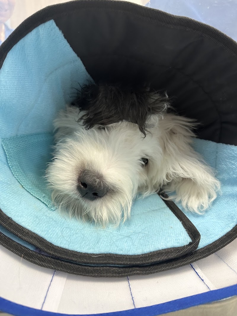 Violet Crown Veterinary Specialists