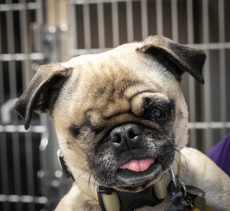 Violet Crown Veterinary Specialists