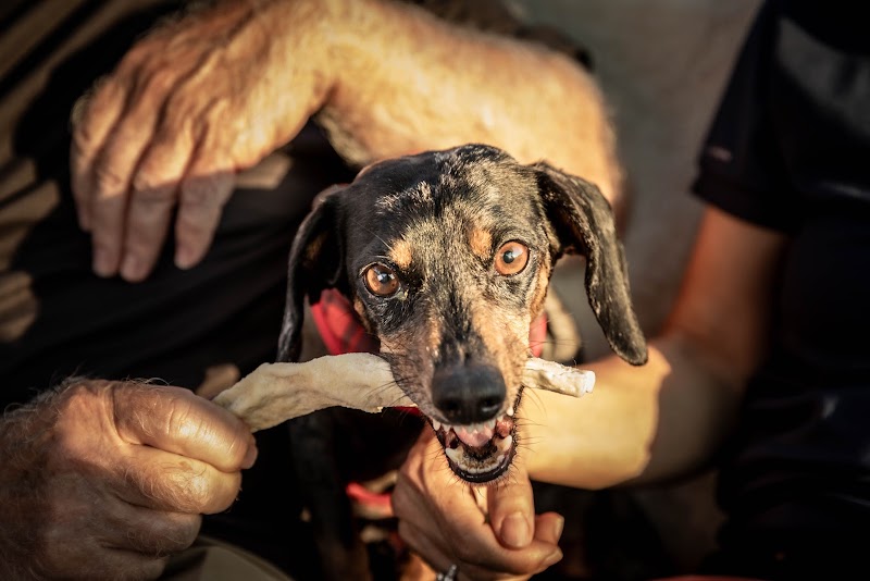 Violet Crown Veterinary Specialists