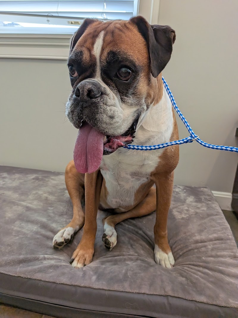 Bush Veterinary Neurology Service (BVNS) - Leesburg