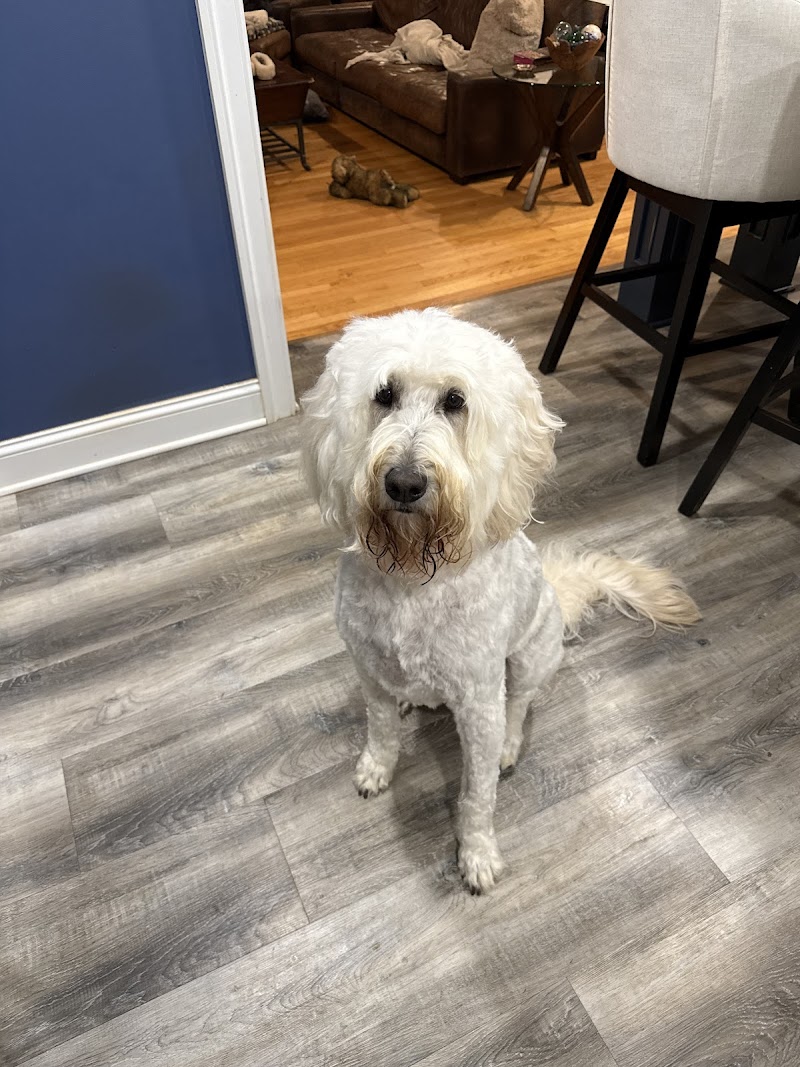 Bush Veterinary Neurology Service (BVNS) - Leesburg