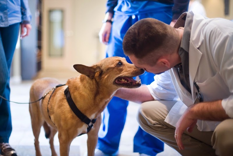 Bush Veterinary Neurology Service (BVNS) - Leesburg - Philadelphia