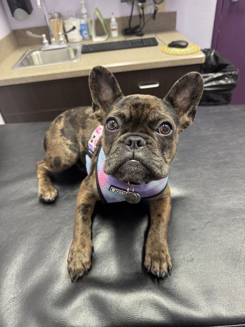 SOCAL Veterinary Hospital - San Marcos