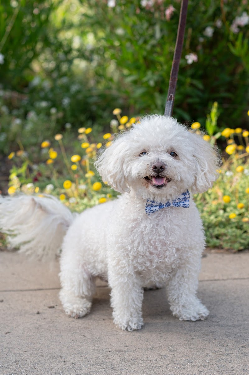 SOCAL Veterinary Hospital
